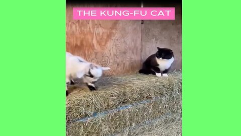 THE KUNG-FU CAT 🐱🥋 | All Natural Sounds | Cute Cat Behavior & Playtime Fun 🎶✨
