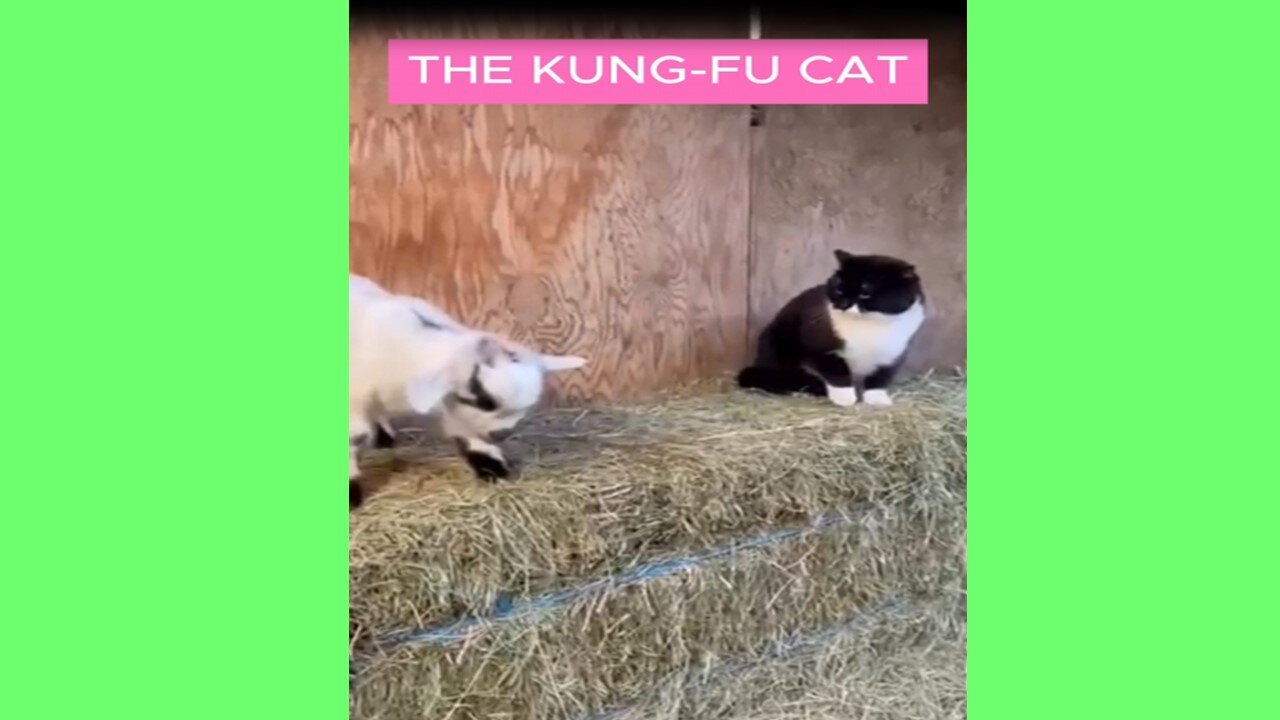 THE KUNG-FU CAT 🐱🥋 | All Natural Sounds | Cute Cat Behavior & Playtime Fun 🎶✨
