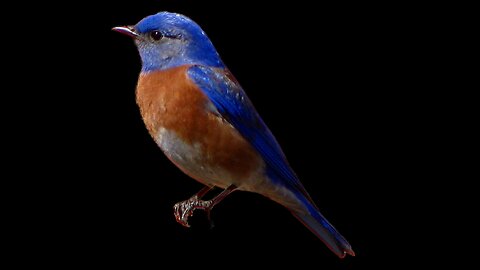 Jerry shows Steve gun!!