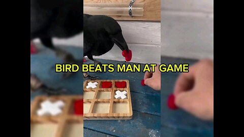 GENIUS BIRD?