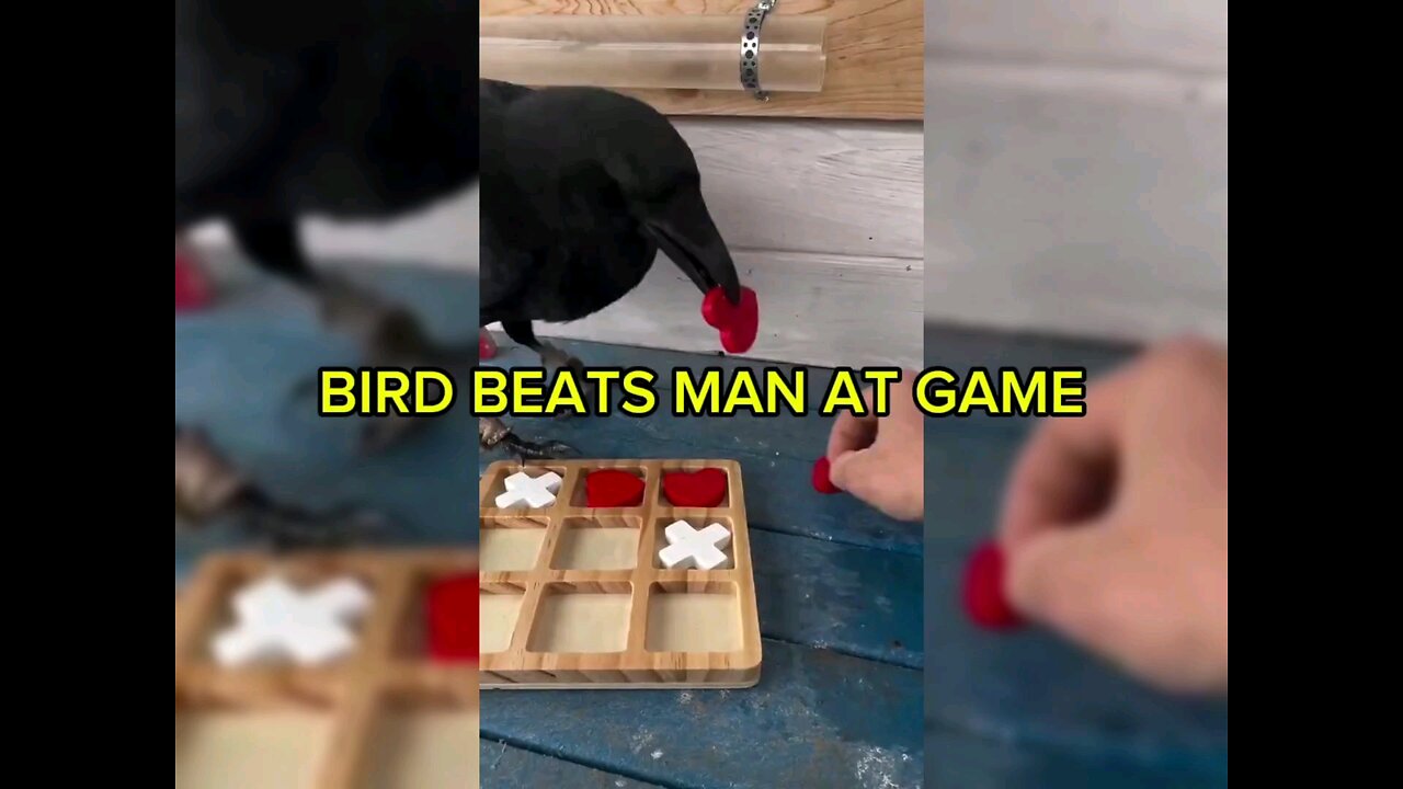 GENIUS BIRD?