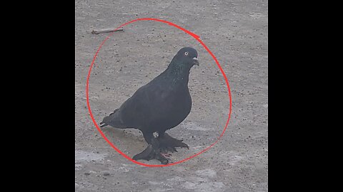 Amazing bird this video Surprised