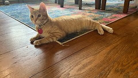 Milo The Goober