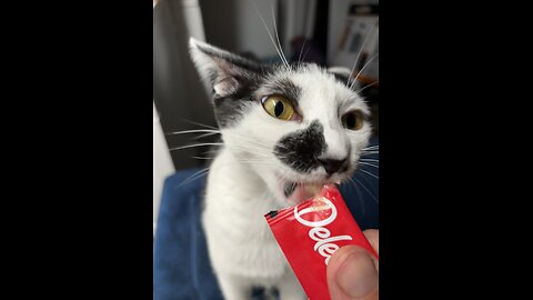 Celebrating 4 years clean with my cat Moo!