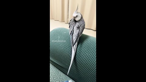 Adorable Cockatiel Skyler's Cute Styling Moments 🦜❤️🤗 #cockatielscraze #cockatiel #cutepets