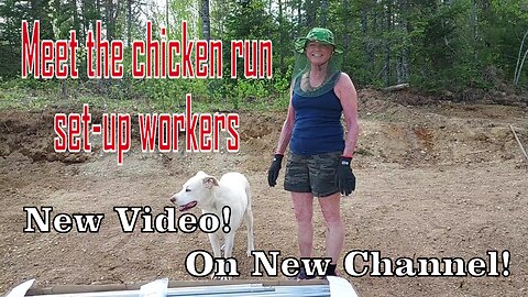 The Chicken Run Set-Up | The Chicken-Catraz Egg LaYer Condo