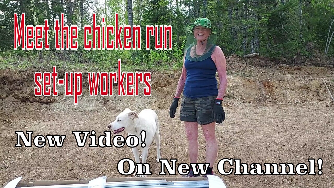 The Chicken Run Set-Up | The Chicken-Catraz Egg LaYer Condo