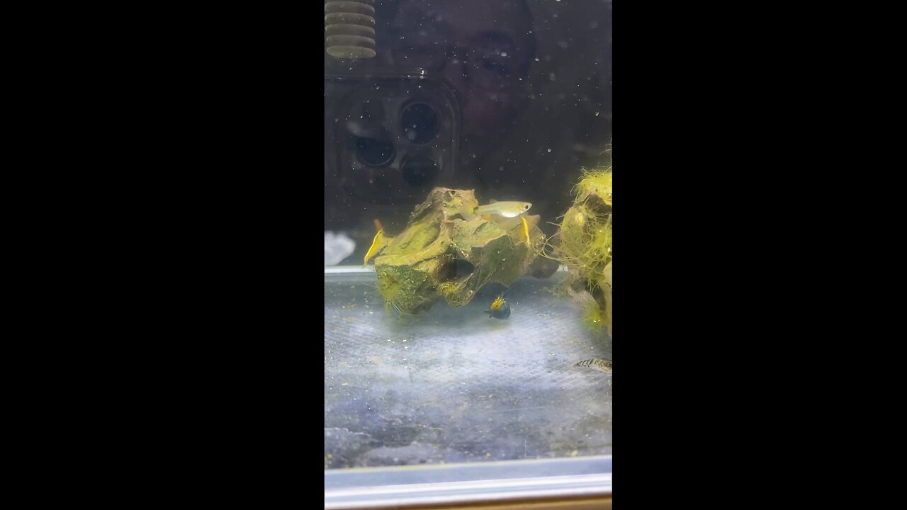 Is this how shrimp mate? It's amazing.
