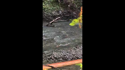 Salmon_Swims_Up_Stream😉