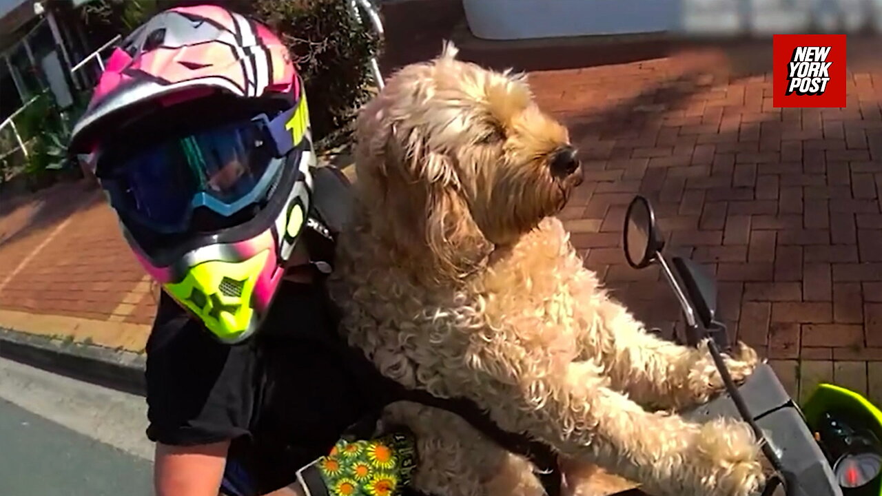 Motorcyclist fined after riding with her dog in a harness she purchased on Temu