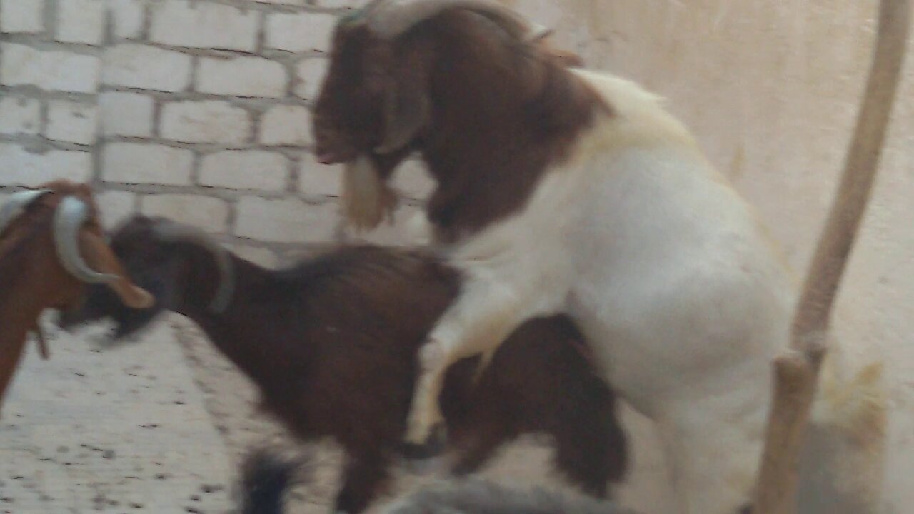 Amazing Boer goat