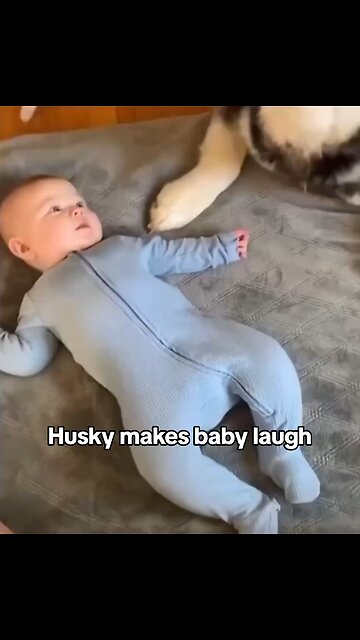 Husky makes baby laugh