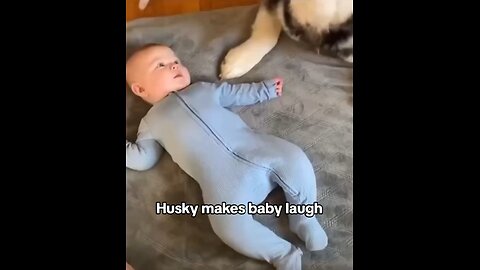 Husky makes baby laugh