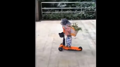 Funny animals - Funny cats / dogs - Funny animal videos / Best videos