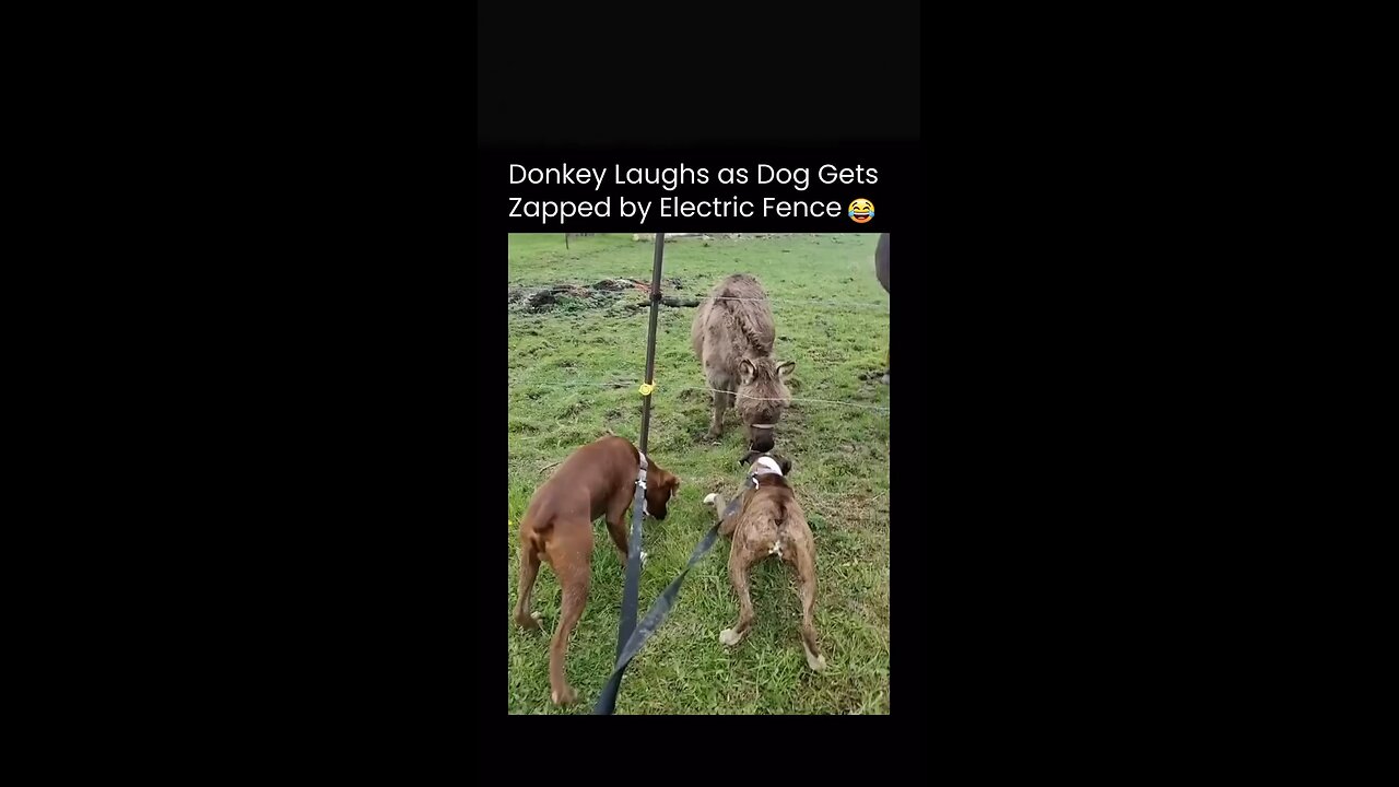 Funny donkeys