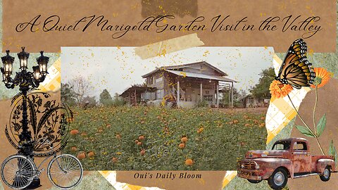 A Quiet Marigold Garden Visit in the Valley | Slow Life in Rural Thailand