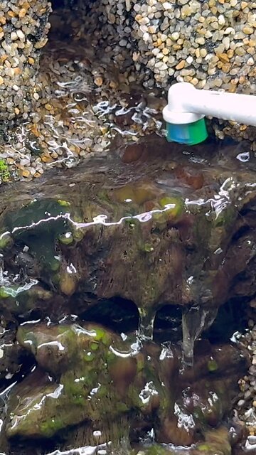 Poison Dart Frog Approves!