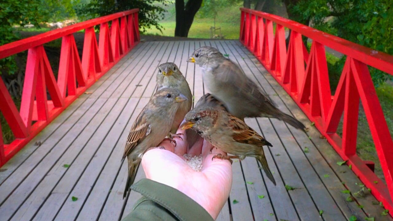 The Red Bridge Sparrows Get a Taste of Sunflower Seed Kernels