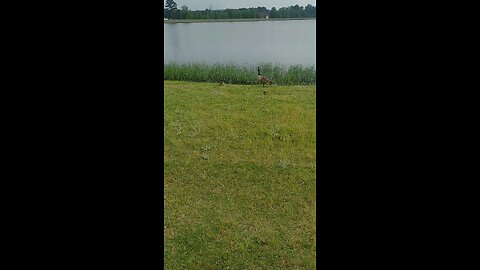 baby sucks at Lake Willestein in Maumelle, Arkansas
