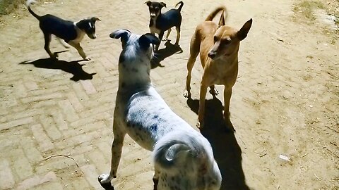 My dog making new friends