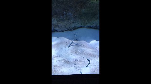 spotted garden eel