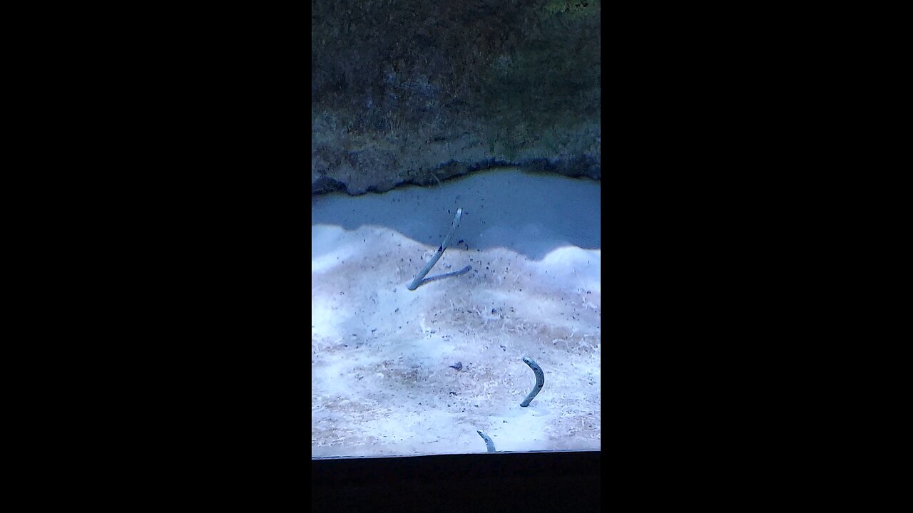 spotted garden eel