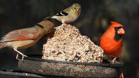 13 Birds that Love Seed & Nut Logs