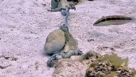 Two Octopuses Shaking Hands