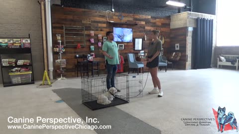 Teaching Kennel Command With An E-Collar On A Small Mini Goldendoodle
