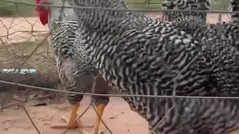 A Rooster teeth