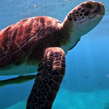 The Graceful Drifter 🐢🌊 | Sounds of Nature