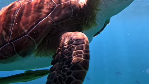 The Graceful Drifter 🐢🌊 | Sounds of Nature