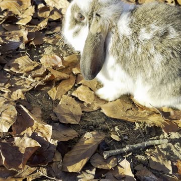Tiny Bunny Nose-Boop (Calm Rabbit Moment)