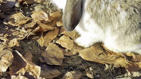 Tiny Bunny Nose-Boop (Calm Rabbit Moment)