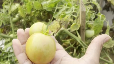 Terrace Gardening is my Hobby