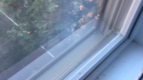 A Surprise in the Woods