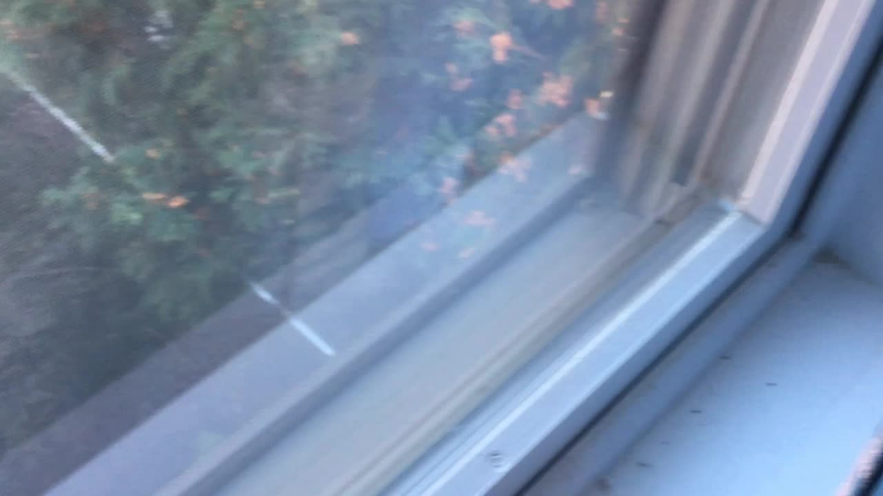 A Surprise in the Woods