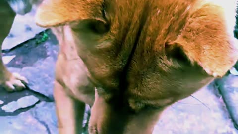 Heartwarming Dog and Boy Playtime!