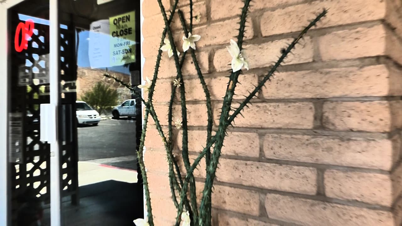 Cactus outside restaurant