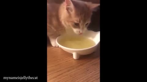 When Your Cat Has Entered The Matrix! 😹