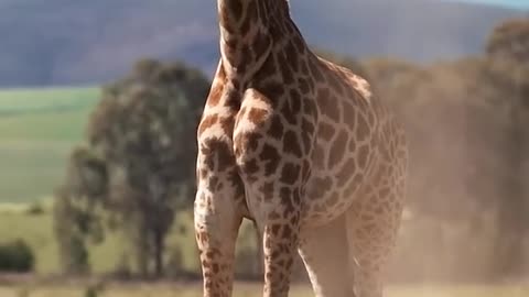 Day 1 to Day 100: Crocodile, Giraffe & Panther Transformation!#animaljourney ##beautifulnature