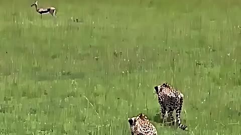 animals
