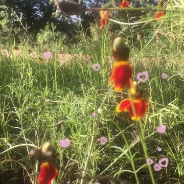 Colorful and diverse wild 🌸