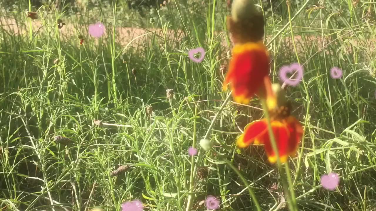 Colorful and diverse wild 🌸