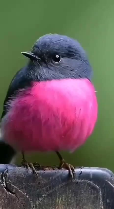 BEAUTIFUL PETROICA RODINOGASTER COMMONLY KNOWN AS THE PINK “ROBIN”