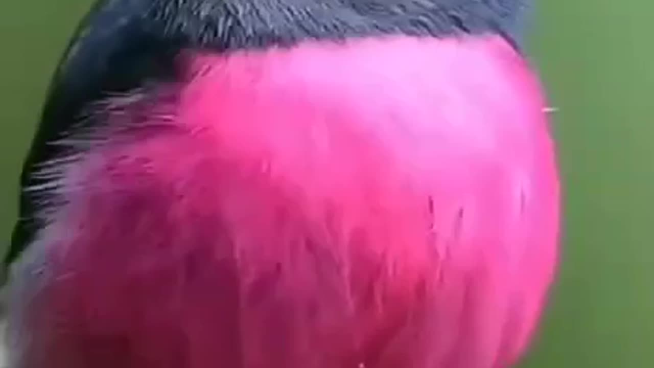 BEAUTIFUL PETROICA RODINOGASTER COMMONLY KNOWN AS THE PINK “ROBIN”