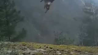 The strength of a golden eagle carrying a fox in heavy wind
