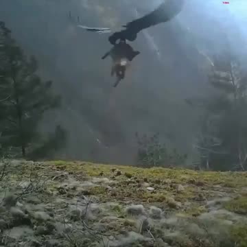The strength of a golden eagle carrying a fox in heavy wind