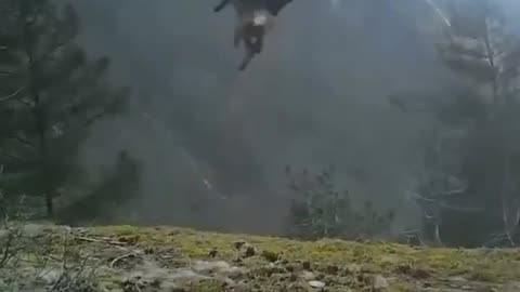The strength of a golden eagle carrying a fox in heavy wind
