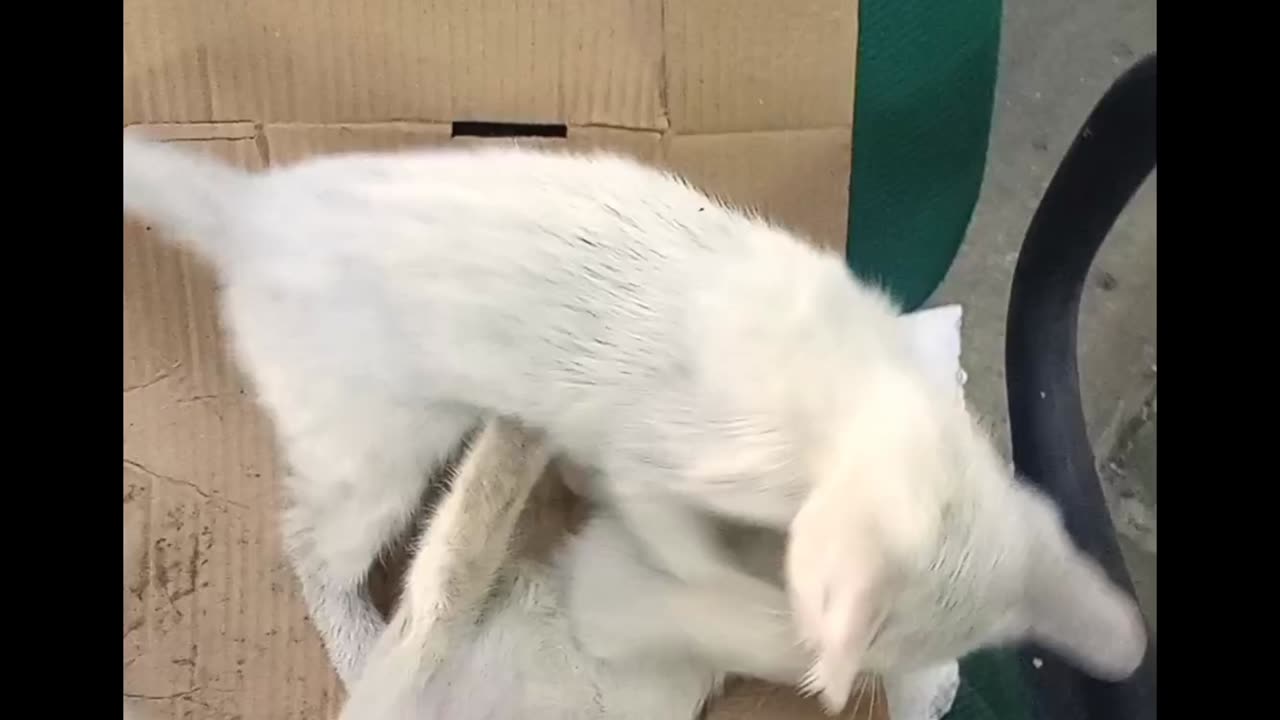 WWE Wrestle Menia kittens fighting 2025